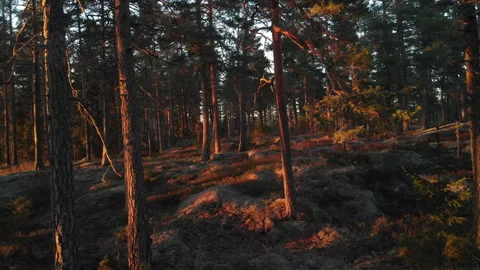 Smooth Drone trhough forest Stockbeeldmateriaal 243229248