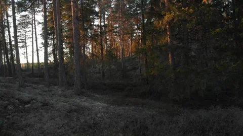 Smooth Drone Trough Forest Stockbeeldmateriaal 243228943