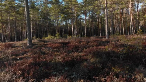 Smooth Drone Trough Forest Stockbeeldmateriaal 243229137