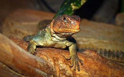 Smooth eared spiny tailed lizard or in latin name known as Ornate Spiny tai.. Stock Photos