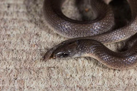 Smooth Earth Snake Macro Stock Photos