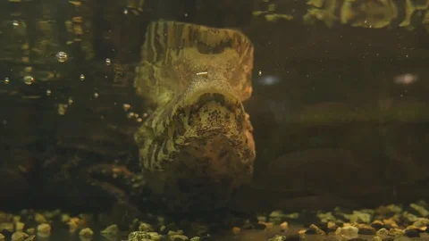 A smooth-faced caiman or a small crocodile swims and waits for living creatures 库存影片 120145460