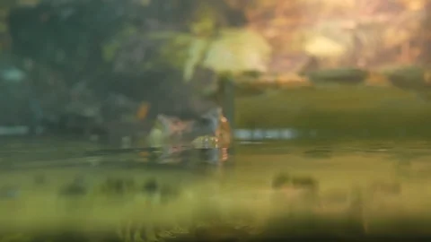 A smooth-faced caiman or a small crocodile swims and waits for living creatures Stock Footage 120352091