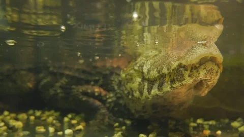 A smooth-faced caiman or a small crocodile swims and waits for living creatures Stock Footage 121121641