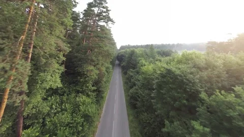 Smooth fast flight close to branches of trees along the road that the car is Stock Footage 201266175