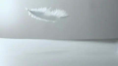Smooth Feathers (4K) Stock Footage 199503710
