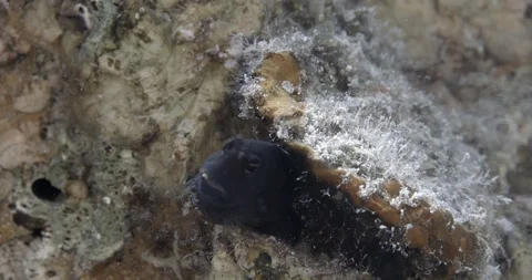 Smooth-fin blenny (Ecsenius frontalis) in coral of Aqaba gulf, Aqaba, Jordan Video stock 112475177