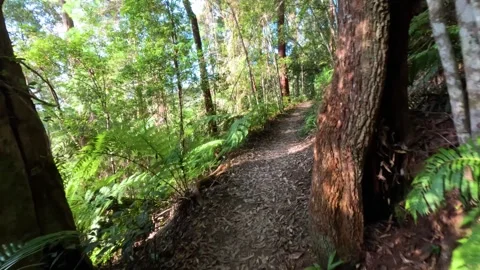 Smooth first person perspective walk through lush sub tropical rainforest t.. Stock-Footage 333757728