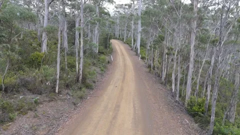 Smooth flight along a dirt track through a forest of tall white gum trees. Vídeo Stock 332542684