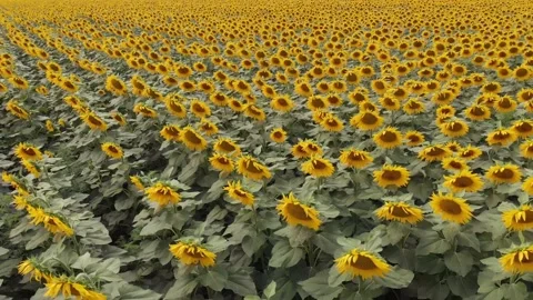 Smooth flight back over a field of millions of blooming sunflowers. Stock Footage 140272304