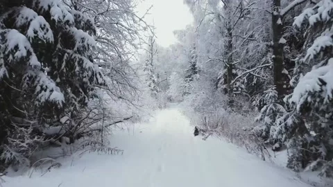 Smooth flight between snow-covered white trees, light haze, spruce on the sides Vidéo 167061822