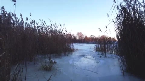 Smooth flight between thickets of reeds, winter season Vidéo 152831857