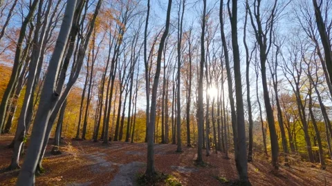 Smooth flight between trees close to branches in an autumn forest at sunset Stock Footage 209594772