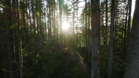 Smooth flight between the trees close to branches Stock Footage 238048471