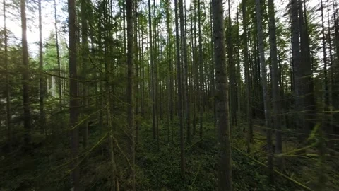 Smooth flight between the trees close to branches in a fabulous spring forest Stock Footage 238965613