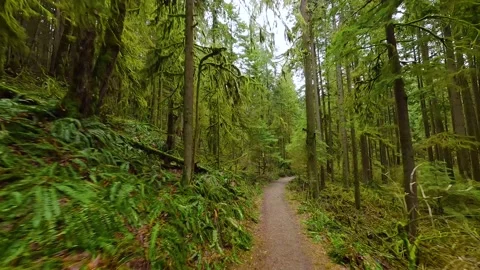 Smooth flight between the trees close to branches in a fabulous spring forest Stock Footage 239695574