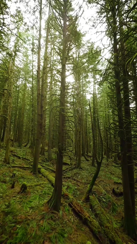 Smooth flight between the trees close to branches in a fabulous spring forest Stock Footage 246560068