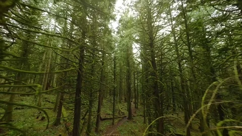 Smooth flight between the trees close to branches in a fabulous spring forest Stock Footage 246644304