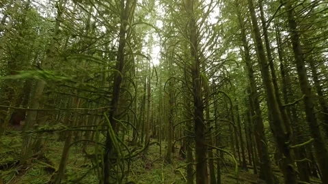 Smooth flight between the trees close to branches in a fabulous spring forest Stock Footage 247596530