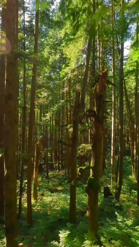 Smooth flight between the trees close to branches in a fabulous forest Stock Footage 314836975