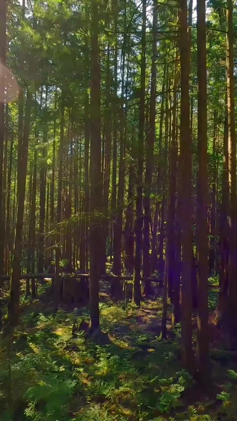 Smooth flight between the trees close to branches in a fabulous forest Stock Footage 314905132