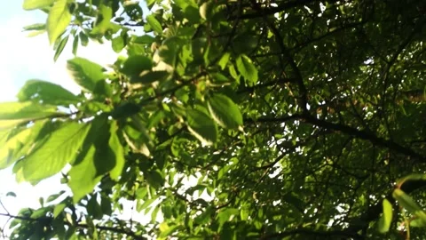 Smooth flight of the camera in nature near the forest on a summer evening Stock Footage 132235992