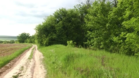 Smooth flight of the camera in nature near the forest on a summer evening Stock Footage 132236029