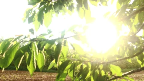 Smooth flight of the camera in nature near the forest on a summer evening Stock Footage 132236141