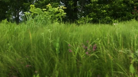 Smooth flight of the camera in nature near the forest on a summer evening Stock Footage 132236228
