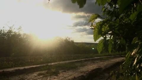 Smooth flight of the camera in nature near the forest on a summer evening Stock Footage 132236483
