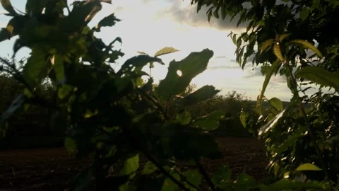 Smooth flight of the camera in nature near the forest on a summer evening Stock Footage 132236533