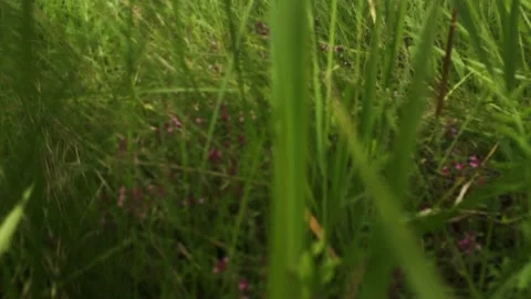 Smooth flight of the camera in nature near the forest on a summer evening Stock Footage 132236591