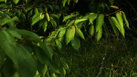 Smooth flight of the camera in nature near the forest on a summer evening Stock Footage 132236635