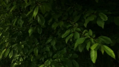 Smooth flight of the camera in nature near the forest on a summer evening Stock Footage 132237036