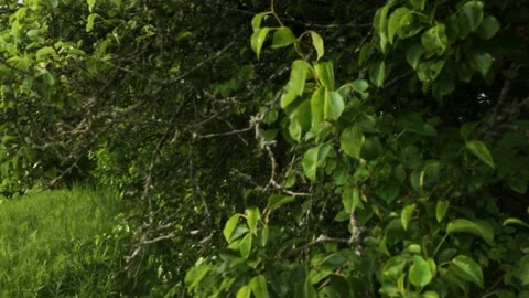 Smooth flight of the camera in nature near the forest on a summer evening Stock Footage 132237075