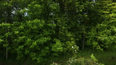 Smooth flight of the camera in nature near the forest on a summer evening Stock Footage 132237241