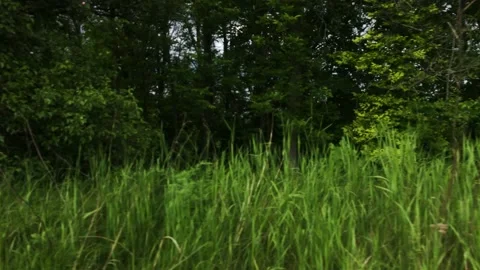 Smooth flight of the camera in nature near the forest on a summer evening Stock Footage 132237287