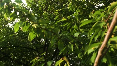 Smooth flight of the camera in nature near the forest on a summer evening Stock Footage 132237585