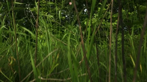 Smooth flight of the camera in nature near the forest on a summer evening Stock Footage 132237670