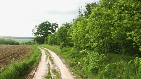 Smooth flight of the camera in nature near the forest on a summer evening Stock Footage 132237772