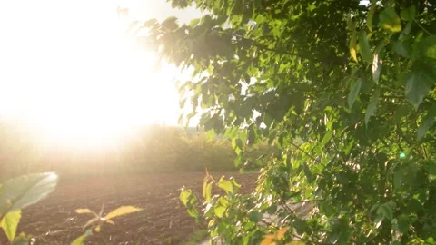 Smooth flight of the camera in nature near the forest on a summer evening Stock Footage 132237846