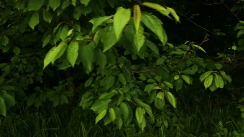 Smooth flight of the camera in nature near the forest on a summer evening Stock Footage 132237892
