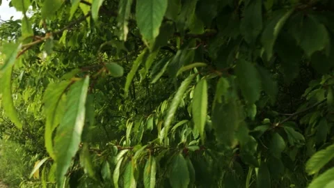 Smooth flight of the camera in nature near the forest on a summer evening Stock Footage 132238016