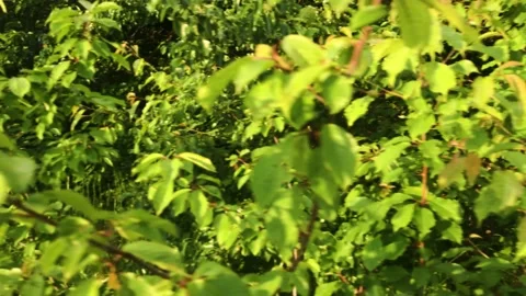 Smooth flight of the camera in nature near the forest on a summer evening Stock Footage 132238129