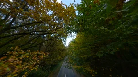 Smooth flight close to branches of trees along the road. Picturesque autumn Stock Footage 162883117