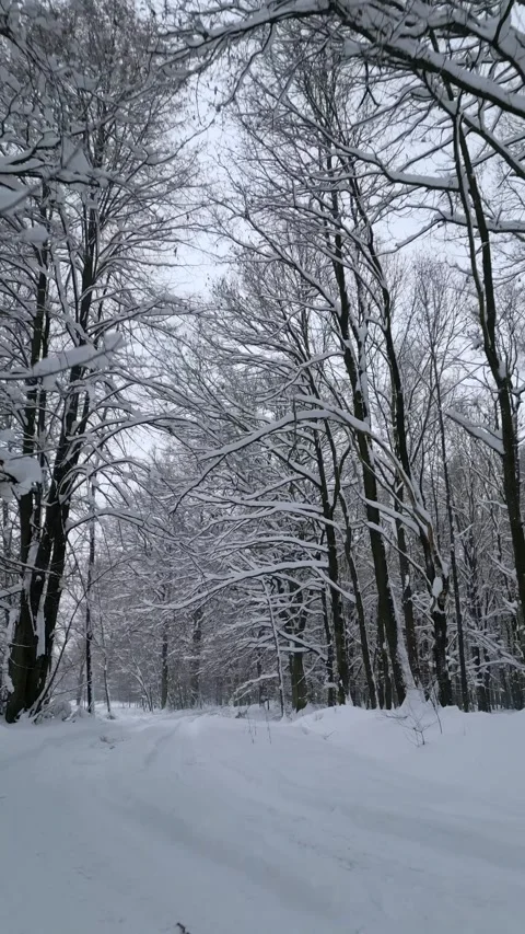 Smooth flight in a cold snowy winter forest Stock Footage 255698611