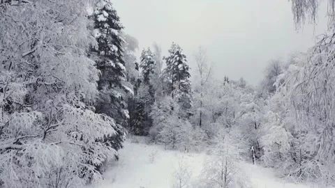 Smooth flight down near snow-covered white trees, winter, winter forest Vidéo 167061761