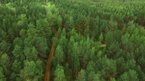 A smooth flight of the drone over the green forest. Stock Footage 143630192