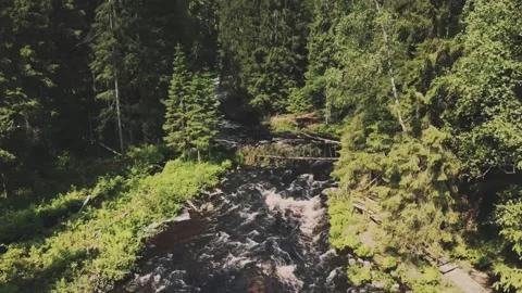 Smooth flight up on a drone, over large, tall, green coniferous trees, a river Vidéo 161824511