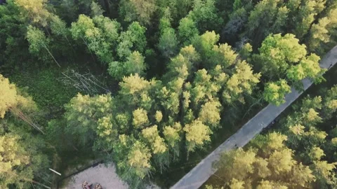Smooth flight on a drone over the park, concrete path between trees Video stock 161824458